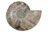 Cut & Polished Ammonite Fossil (Half) - Madagascar #212913-1
